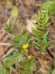 Chamaecrista nictitans aspera