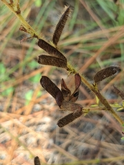 Chamaecrista nictitans aspera