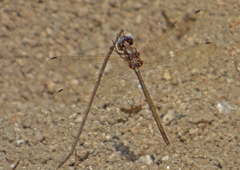 Macrothemis inacuta