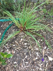 Patersonia occidentalis