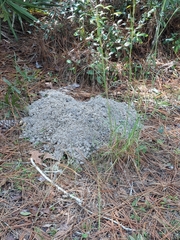 Geomys pinetis