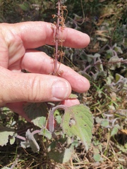 Coleus habrophyllus