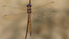Macrothemis inacuta