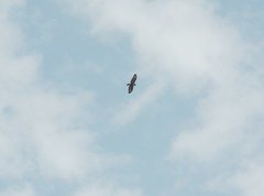 Buteo buteo