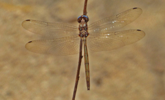 Macrothemis inacuta