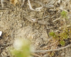 Ortholomus punctipennis