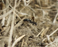 Microphadnus pumilus