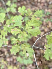 Quercus similis