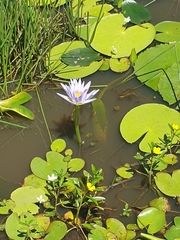 Nymphaea nouchali caerulea