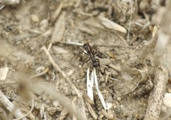 Microphadnus pumilus