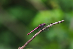 Orthemis ferruginea