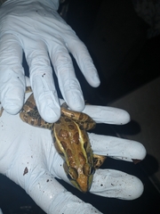 Lithobates brownorum