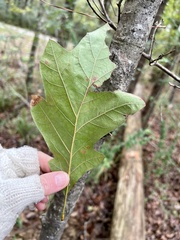 Quercus lyrata