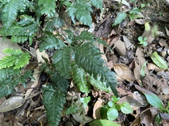 Pteris grevilleana