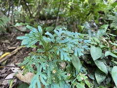 Selaginella uncinata
