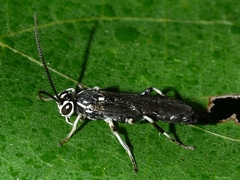 Coelichneumon navus