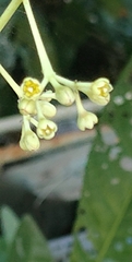 Cinnamomum verum