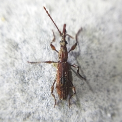 Stereobates pedator