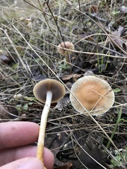 Leratiomyces
