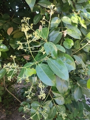 Cinnamomum verum