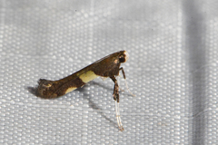 Caloptilia
