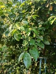 Cinnamomum verum