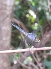 Brachydiplax denticauda