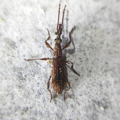 Stereobates pedator