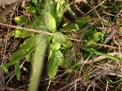 Polygala rugelii