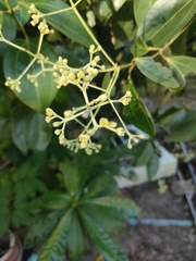 Cinnamomum verum
