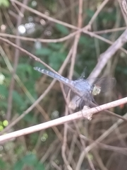 Brachydiplax denticauda