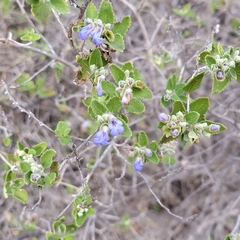 Salvia ballotiflora