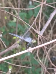 Brachydiplax denticauda