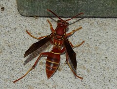 Polistes bellicosus