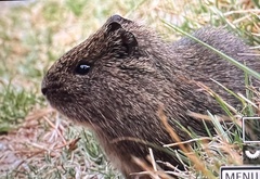 Cavia