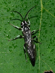 Coelichneumon navus