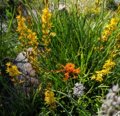 Raillardella pringlei