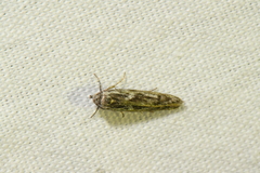 Cosmopterigidae
