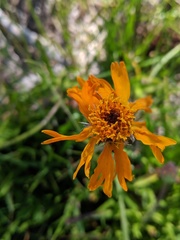 Raillardella pringlei