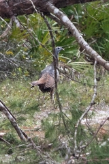 Meleagris gallopavo osceola