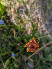 Raillardella pringlei