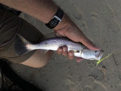 Cynoscion regalis