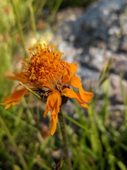 Raillardella pringlei