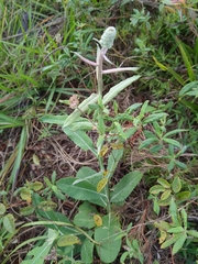 Pterocaulon pycnostachyum