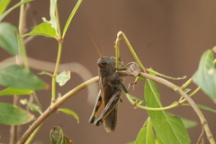 Melanoplus differentialis