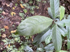 Turpinia formosana