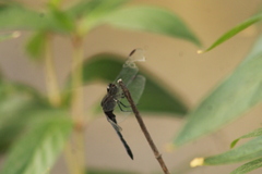 Erythrodiplax basifusca