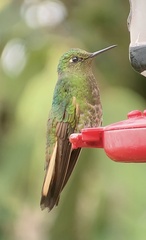 Boissonneaua flavescens