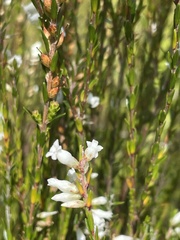 Epacris obtusifolia