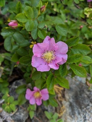 Rosa pisocarpa